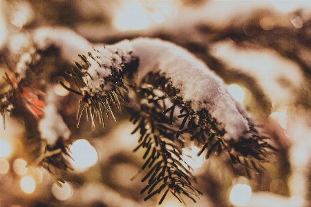 Photo Hiver sapin de noël vacances