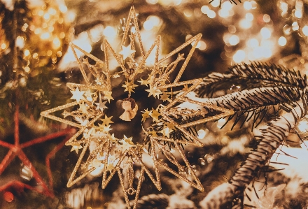 Photo Hiver sapin de noël vacances