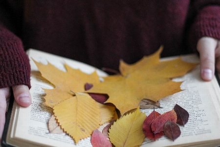 Autumn leaves mood Photo