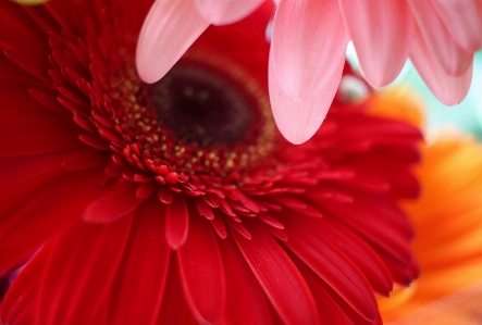 フラワーズ ガーベラ
 花 植物 写真