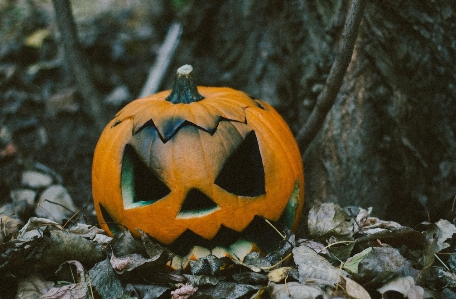 Foto Zucca jack di zucca
 halloween pianta