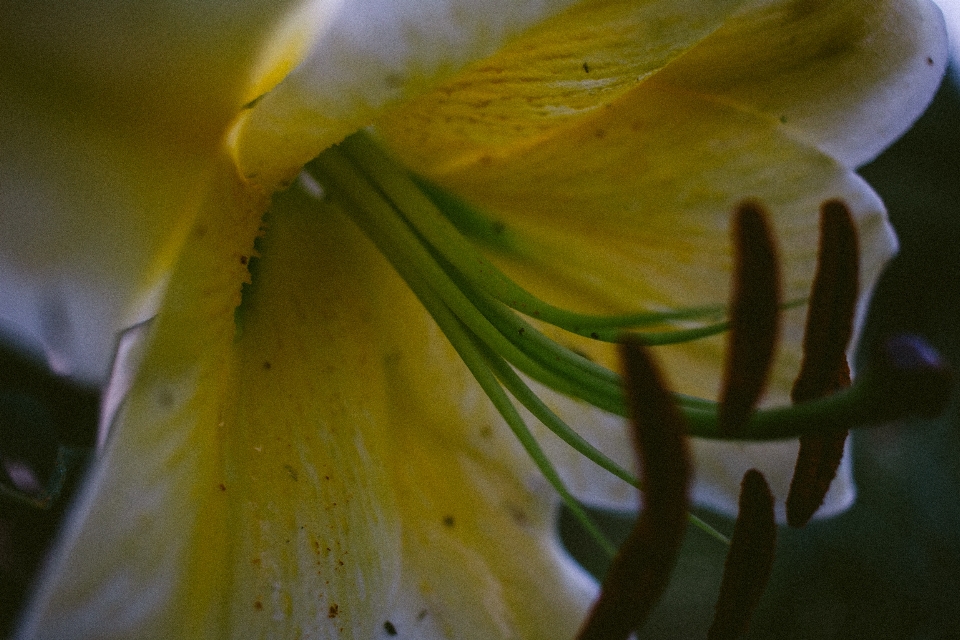 Macro fiore natura pianta