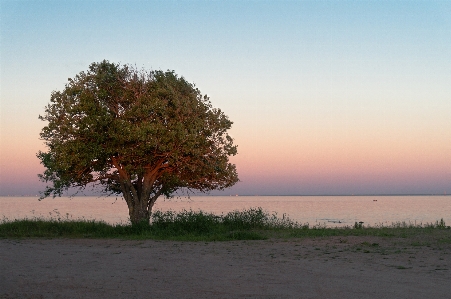 Tree sky plant ecoregion Photo