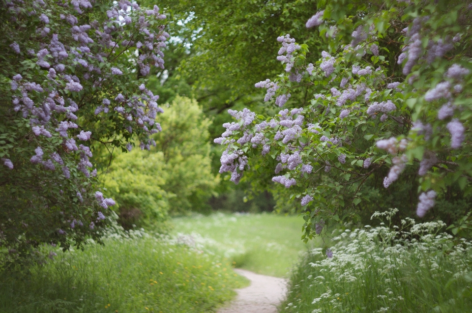 Naturale fiore pianta ramo