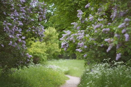 Natural flower plant branch Photo