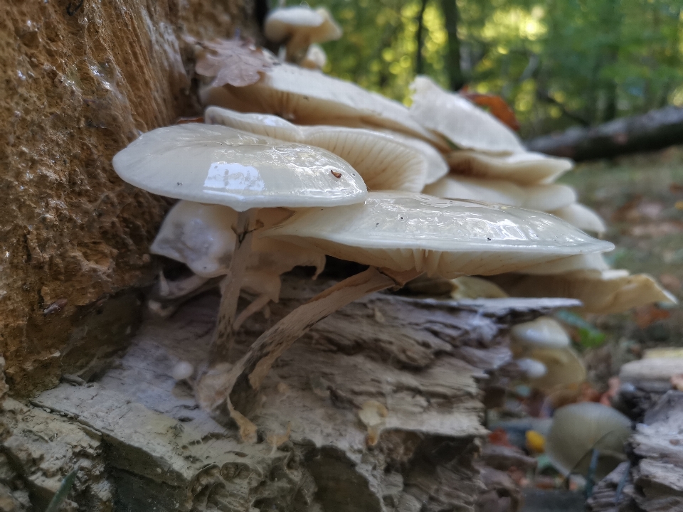 植物 阳光 自然 森林