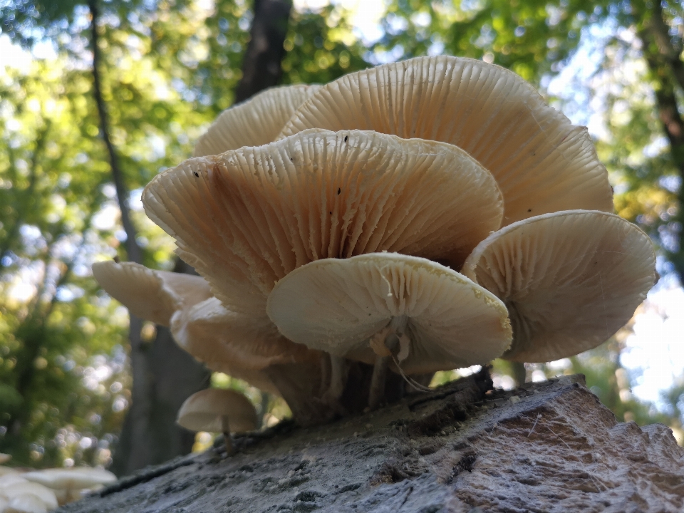 Impianti luce del sole natura foresta