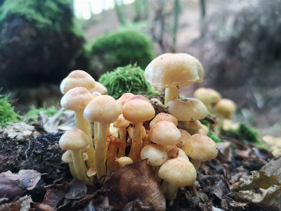 植物 日光 自然 森 写真