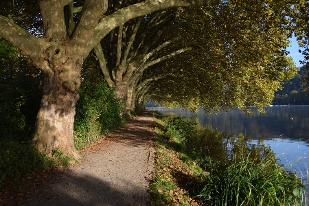 Natural water plant landscape Photo