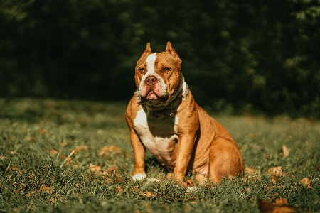 Foto Anjing tanaman ras anjing
 karnivora