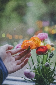 Foto Naturale fiore mano pianta