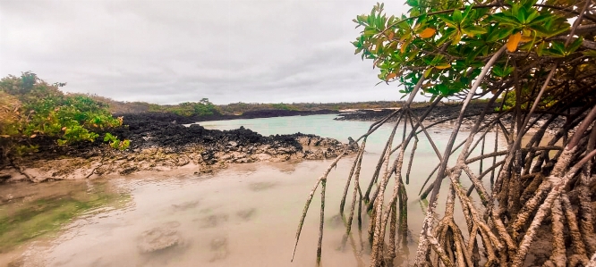 Manglares islas encantadas galapagos Photo