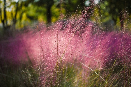 Natural plant flower community Photo