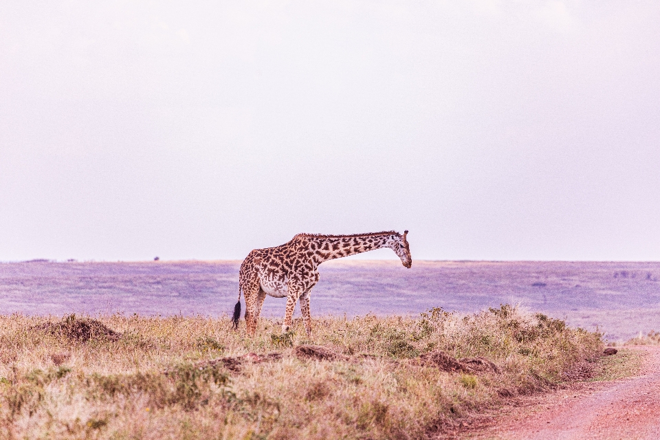 Animaux ciel girafe écorégion
