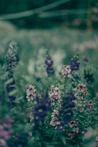 Natürlich blume anlage landpflanze
 Foto