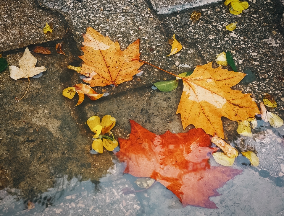 Otoño hojas marrón agua