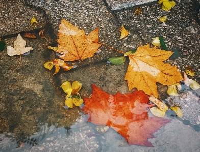 Photo Automne feuilles brun eau