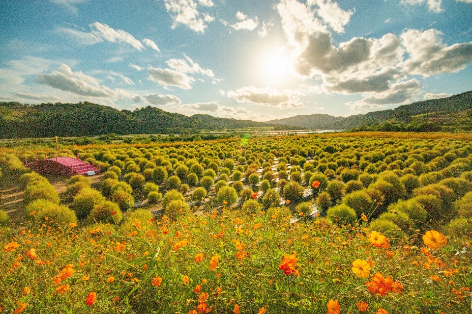 Natural flower cloud sky