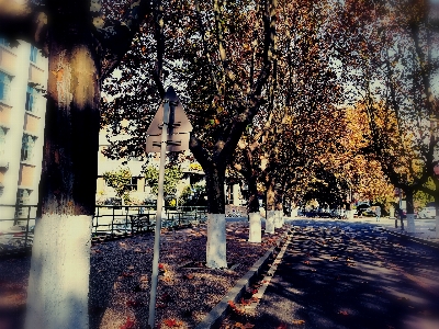 Autumn street atmosphere world Photo