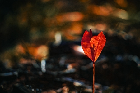 Flower plant amber natural landscape Photo