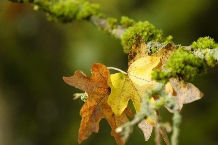 Blume anlage zweig holz Foto