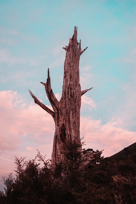 自然 クラウド 空 植物