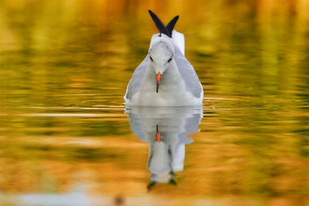 Bird water beak gesture Photo