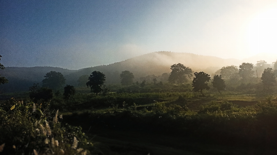 Paesaggio foresta alba mattina