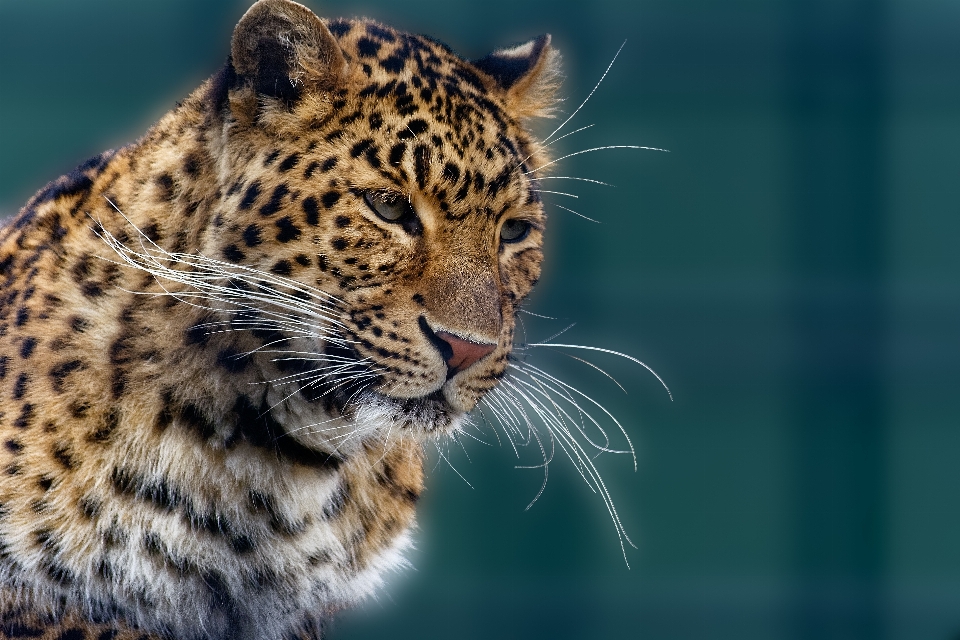 Tigre felídeos
 carnívoro organismo