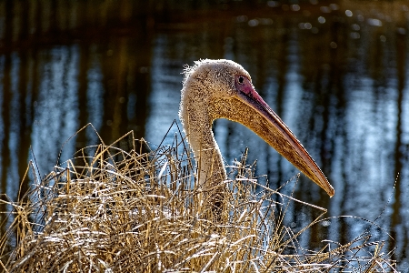 Animals water bird beak Photo