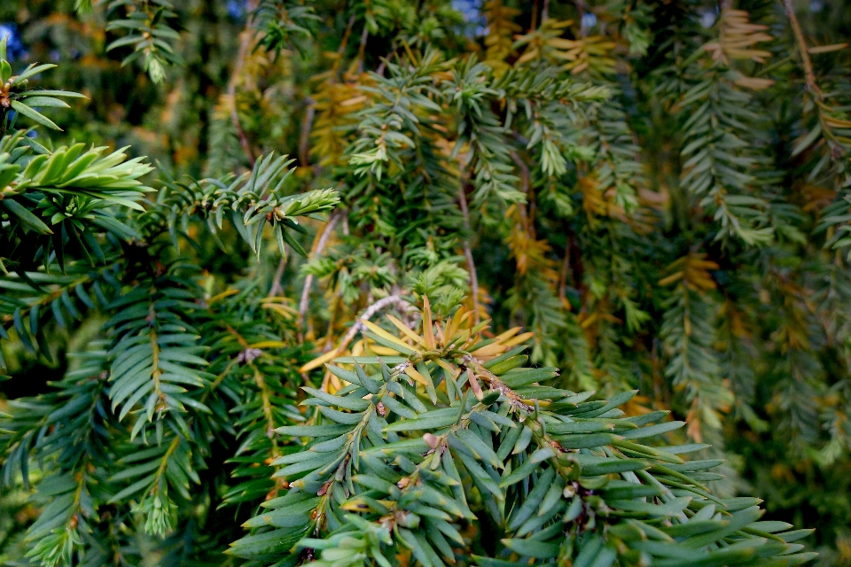 Albero foglia botanica
 pianta