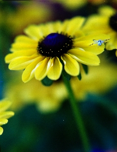 Foto Naturale fiore pianta natura