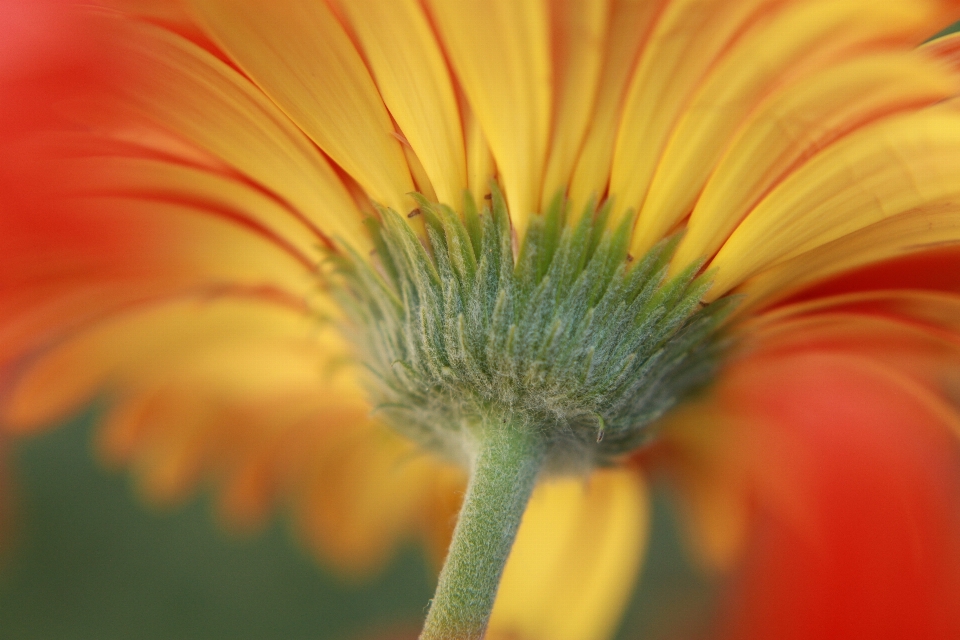 Blume anlage buntheit
 blütenblatt