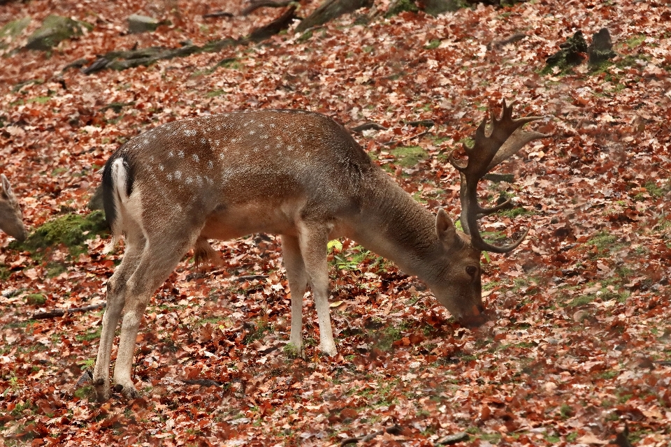 Animali vertebrato
 cervo ambiente naturale
