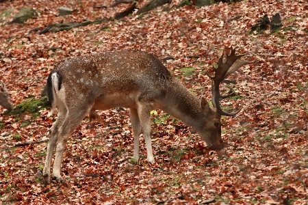 Foto Animali vertebrato
 cervo ambiente naturale
