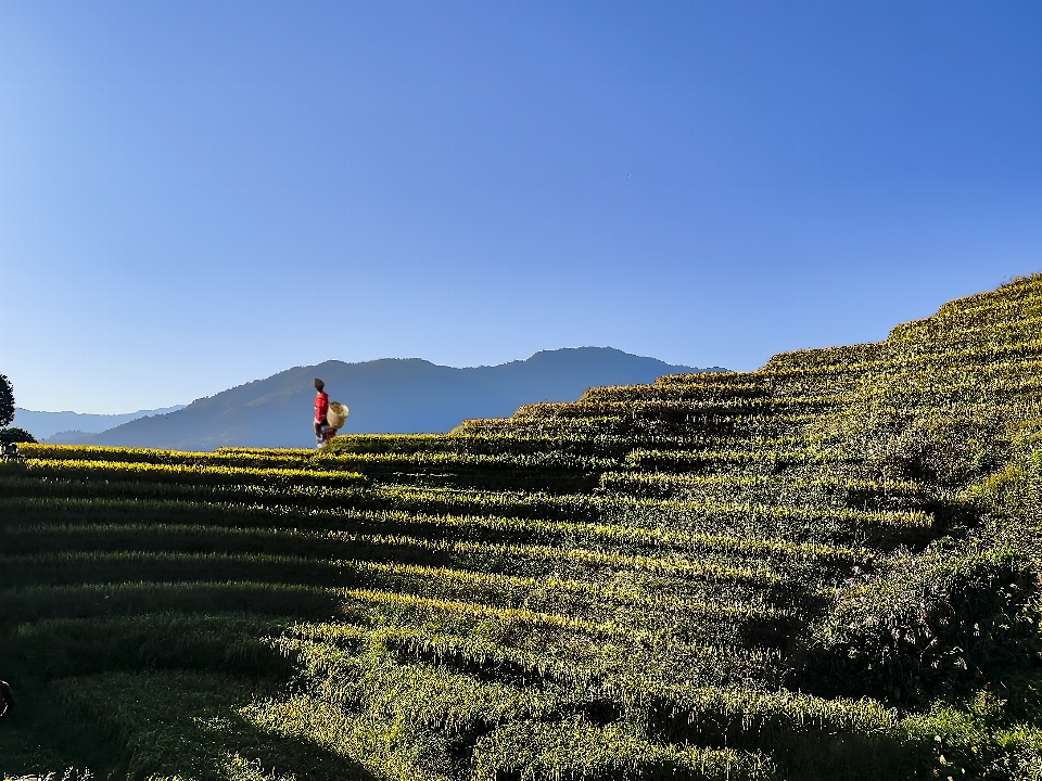 Terrace mountain sky plant