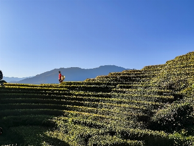 Terrace mountain sky plant Photo