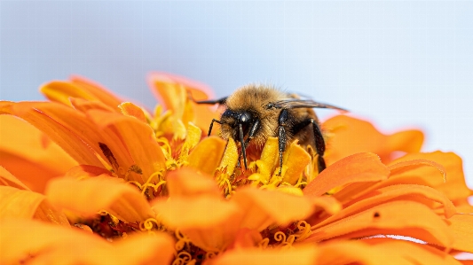 Flower pollinator plant arthropod Photo