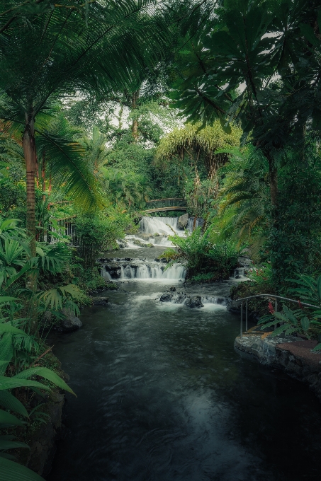 自然 植物 水 自然の風景
