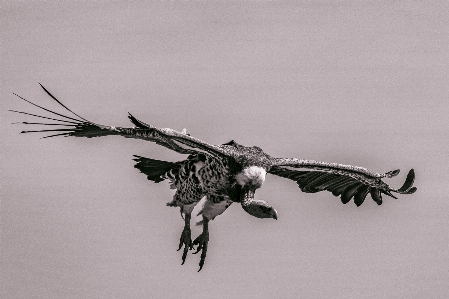 Foto Burung langit paruh sayap