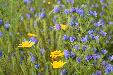 Nautral flower plant blue Photo