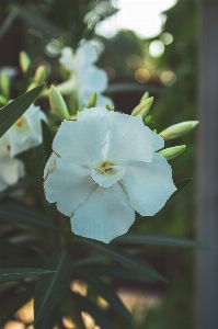 Natural flower plant petal Photo