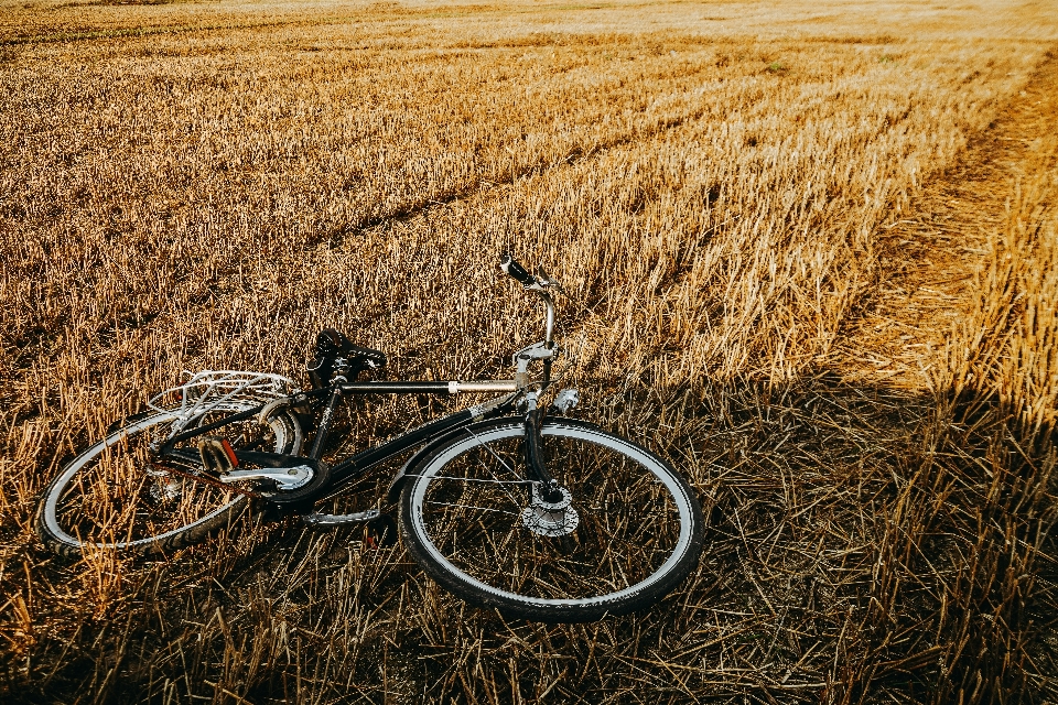 Natural bicycle tire wheel