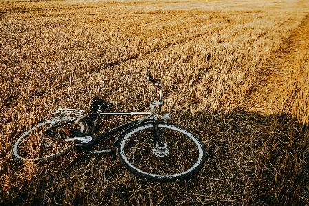 Natural bicycle tire wheel Photo