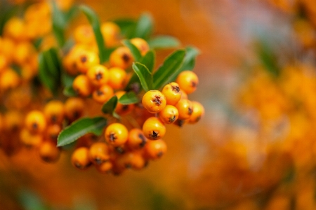 Natural plant fruit tree Photo