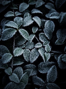 Natural plant organism petal Photo