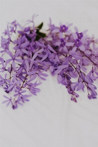 自然 花 植物 花弁 写真