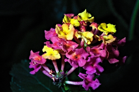 Natural flower plant petal Photo