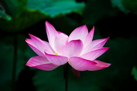 Flower plant lotus botany Photo