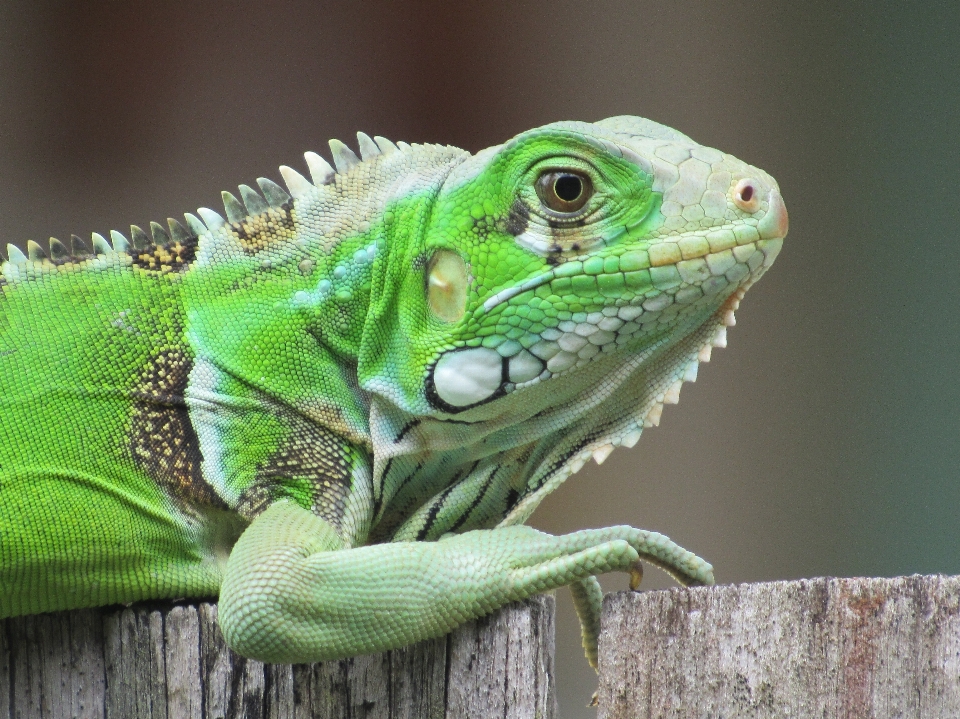 Leguan natur tier grün